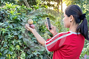 Woman taking pictures of holding fresh passion fruit on palm against nature background while taking a photo with a smartphone.