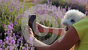 Woman taking selfie with her Miniature Poodle dog in lavender field.