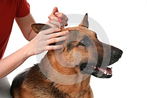 Woman taking ticks off dog on white background, closeup