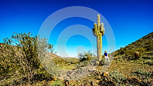 Woman beside a tall Saguaro cactus in the desert landscape along the Bajada Hiking Trail in the mountains of South Mountain Park