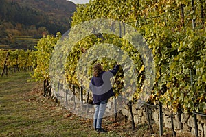 Woman tasting grapes