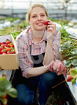 Woman tasting strawberry in greenhouse