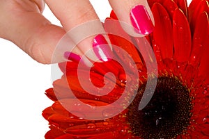 Woman tear of petal from red gerbera