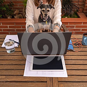 Woman teleworking from home with her dog looking at laptop screen,
