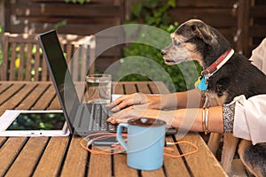 Woman teleworking from home with her dog looking at laptop screen,