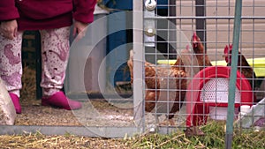 Woman tending to hens in coup medium