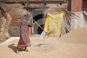 Woman threshing grain