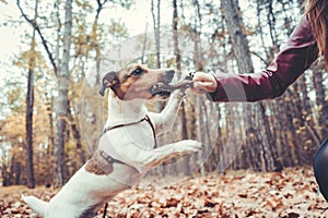 Woman throwing the stick playing with her dog