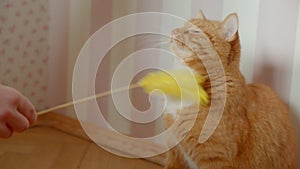 Woman tickling her cute and lovely ginger cat using stick with plumule at home.