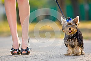 Woman with tiny terrier