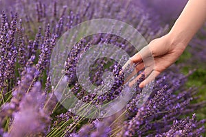 Woman touching beautiful lavender in field, closeup