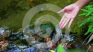 Woman Touching Clear Water at Small Brooks in the Forest. Human and Nature Living Together. Unplugged Life Concept. Green Season.