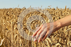 Woman touching ears of wheat in field under sky, closeup