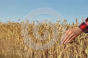 Woman touching ears of wheat in field under blue sky, closeup