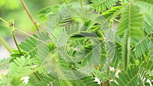 Woman touching leaves of sensitive plant, also known as Mimosa Pudica, sleepy plant, touch-me-not or shy plant.