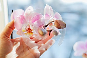Woman touching pink orchid flowers. Gardener taking care of home plants. Phalaenopsis Daydreamer