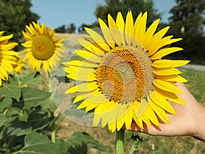 Woman touching sunflower in field on sunny day, closeup