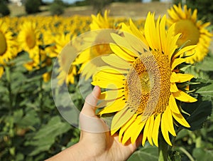 Woman touching sunflower in field on sunny day, closeup