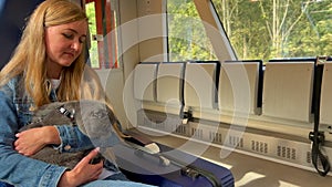 A woman tourist with a cat in her hands is traveling by train. Animals travel