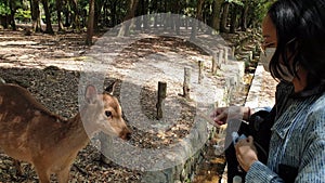 Woman tourist giving senbei Japanese flour snack to deer in Nara Japan