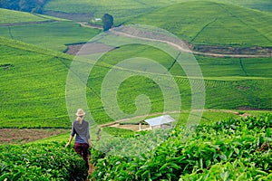 Woman/tourist walking through tea plantation field in Rwanda, Af photo