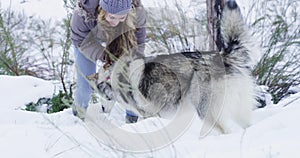 Woman, trail and snow in winter, dog and playing on mountain, animal and holiday. Vacation, pet and Alaskan Malamute for