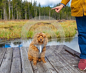 Woman training dog at the park. Sit command