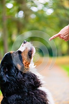 Woman training with dog sit command
