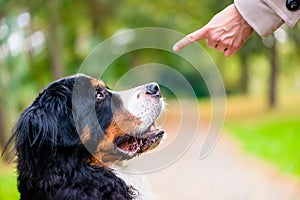 Woman training with dog sit command photo