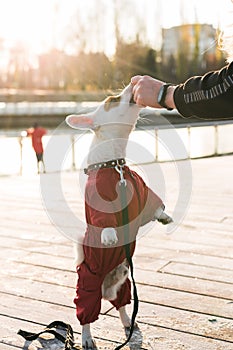 Woman training puppy jack russell terrier in autumn or winter park giving treats to dog standing on hind legs side view
