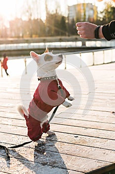 Woman training puppy jack russell terrier in autumn or winter park giving treats to dog standing on hind legs side view