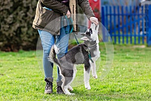 Woman trains with a young husky on a dog training field