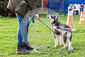 Woman trains with a young husky on a dog training field