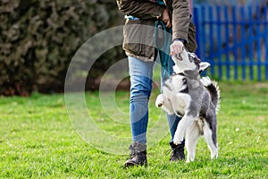 Woman trains with a young husky on a dog training field