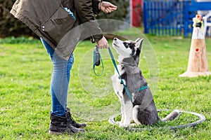 Woman trains with a young husky on a dog training field