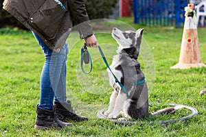 Woman trains with a young husky on a dog training field