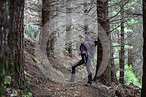 Woman tramper in pine forest photo