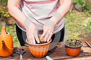 Woman transplanting green plant outdoors