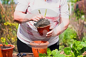 Woman transplanting green plant outdoors