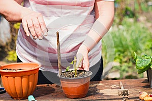 Woman transplanting green plant outdoors