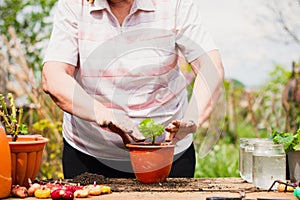 Woman transplanting green plant outdoors