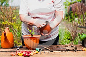 Woman transplanting green plant outdoors