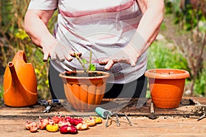 Woman transplanting green plant outdoors