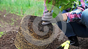 Woman transplanting mandarin tree in pot