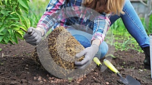 Woman transplanting mandarin tree in pot