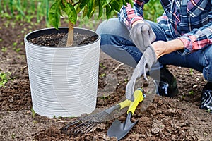 Woman transplanting mandarin tree in pot