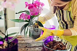 Una mujer aplicación orquídea próximo maceta sobre el La cocina. ama de casa cuidado de plantas a flores 