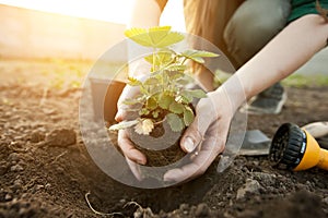 woman is transplanting the strawberry from the pot into the soil