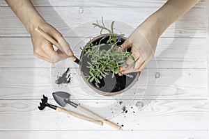 Woman transplants lavender plant at home.