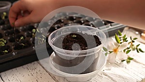 A woman transplants plants in a large transparent pot.